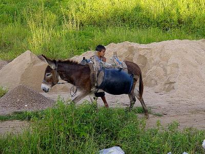 Carrying water by donkey in Cearà, Brazil © J. Burte, CIRAD